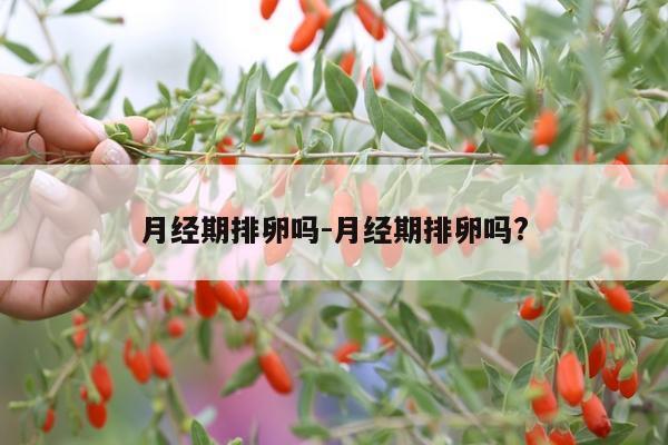 月经期排卵吗-月经期排卵吗?